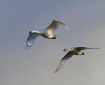 Kleine Zwanen - Bewick's Swans
