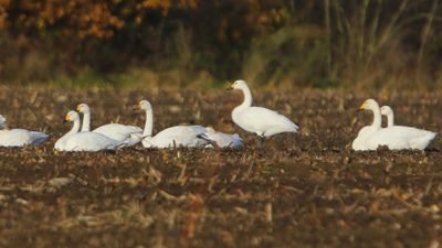 Kleine Zwanen - Bewick's Swans