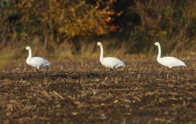 Kleine Zwanen - Bewick's Swans
