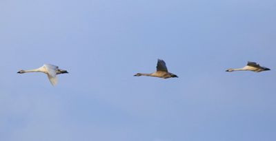 Kleine Zwanen - Bewick's Swans