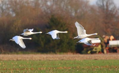 Kleine Zwanen - Bewick's Swans