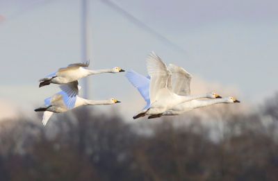 Kleine Zwanen - Bewick's Swans