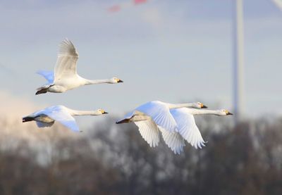 Kleine Zwanen - Bewick's Swans