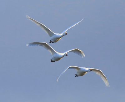Kleine Zwanen - Bewick's Swans