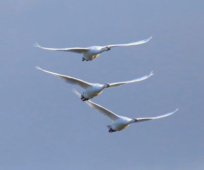 Kleine Zwanen - Bewick's Swans