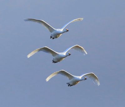Kleine Zwanen - Bewick's Swans
