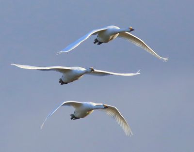 Kleine Zwanen - Bewick's Swans