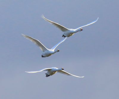 Kleine Zwanen - Bewick's Swans
