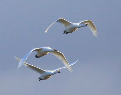 Kleine Zwanen - Bewick's Swans
