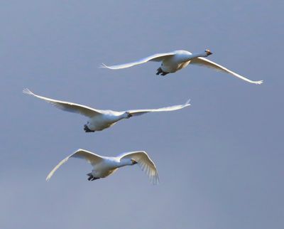 Kleine Zwanen - Bewick's Swans
