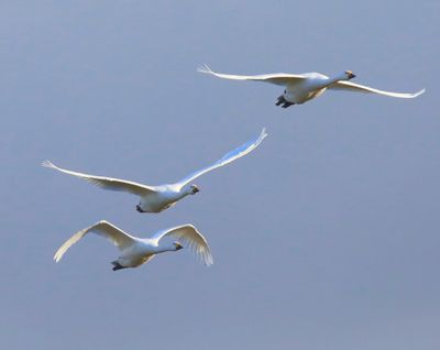 Kleine Zwanen - Bewick's Swans