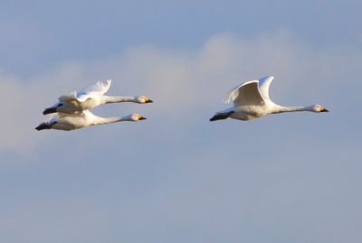 Kleine Zwanen - Bewick's Swans
