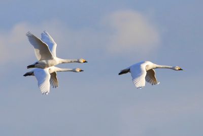 Kleine Zwanen - Bewick's Swans