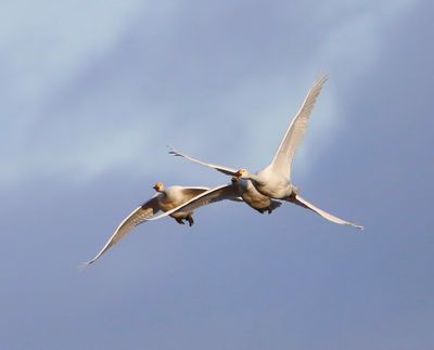 Kleine Zwanen - Bewick's Swans