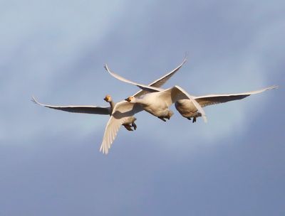 Kleine Zwanen - Bewick's Swans