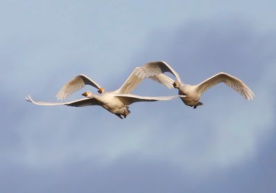 Kleine Zwanen - Bewick's Swans