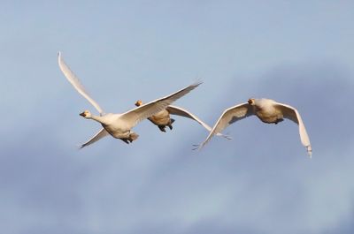 Kleine Zwanen - Bewick's Swans