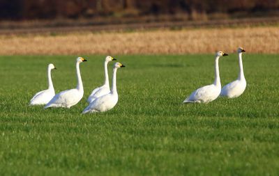 Kleine Zwanen - Bewick's Swans
