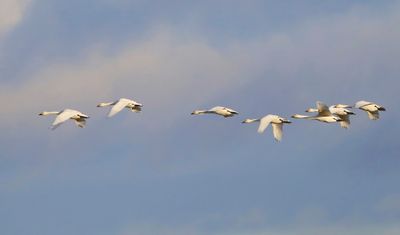 Kleine Zwanen - Bewick's Swans