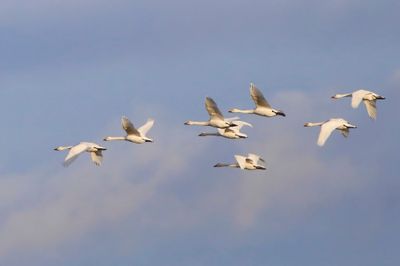 Kleine Zwanen - Bewick's Swans