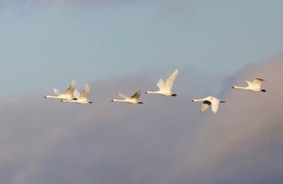 Kleine Zwanen - Bewick's Swans