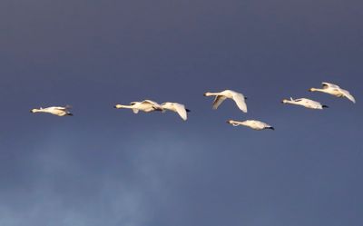 Kleine Zwanen - Bewick's Swans