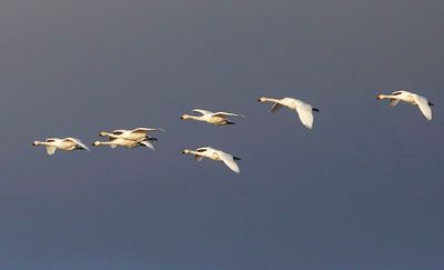 Kleine Zwanen - Bewick's Swans