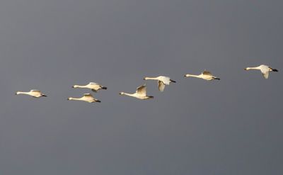 Kleine Zwanen - Bewick's Swans