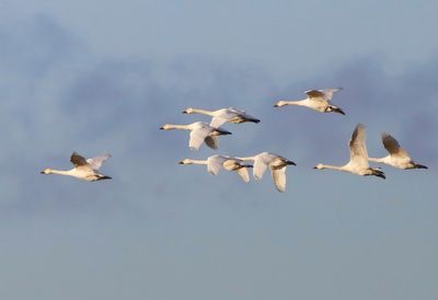 Kleine Zwanen - Bewick's Swans