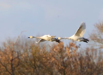 Kleine Zwanen - Bewick's Swans