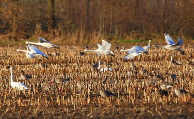 Kleine Zwanen - Bewick's Swans