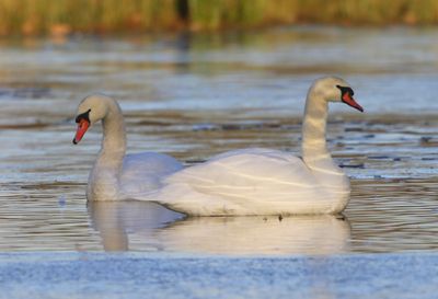 Knobbelzwanen - Mute Swans