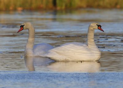 Knobbelzwanen - Mute Swans