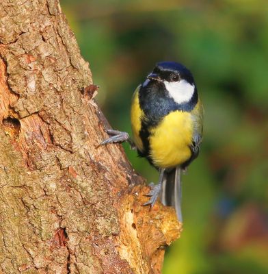 Koolmees - Great Tit