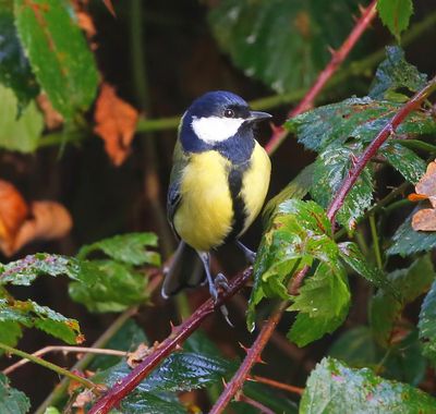 Koolmees - Great Tit