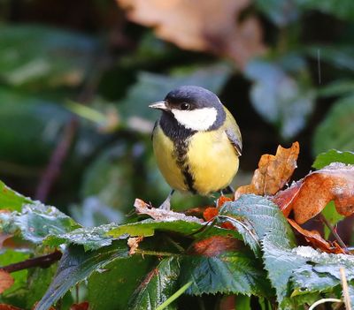 Koolmees - Great Tit