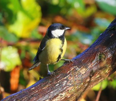 Koolmees - Great Tit