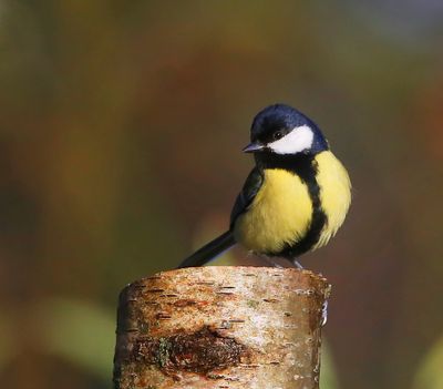 Koolmees - Great Tit