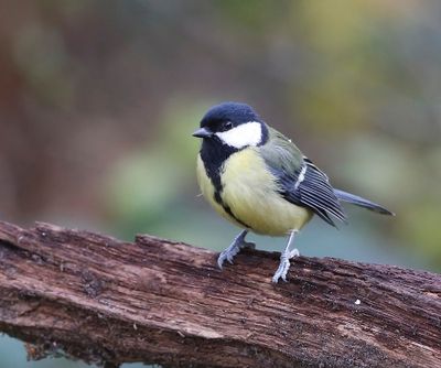 Koolmees - Great Tit