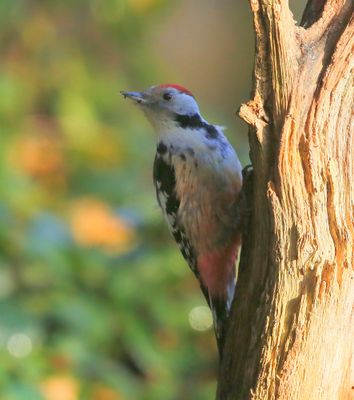 Middelste Bonte Specht - Middle Spotted Woodpecker