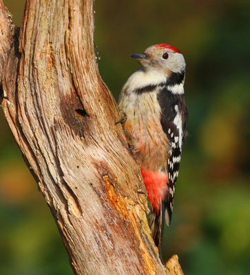 Middelste Bonte Specht - Middle Spotted Woodpecker