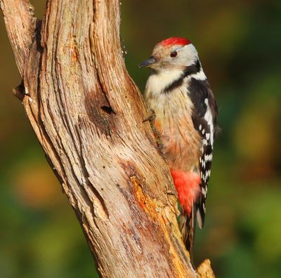 Middelste Bonte Specht - Middle Spotted Woodpecker