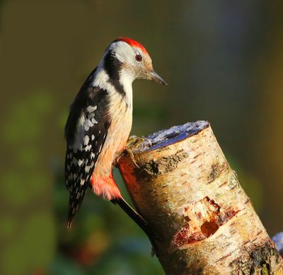 Middelste Bonte Specht - Middle Spotted Woodpecker