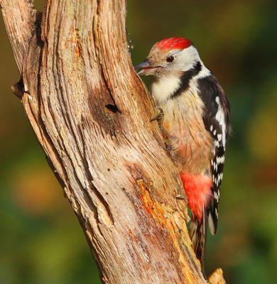 Middelste Bonte Specht - Middle Spotted Woodpecker