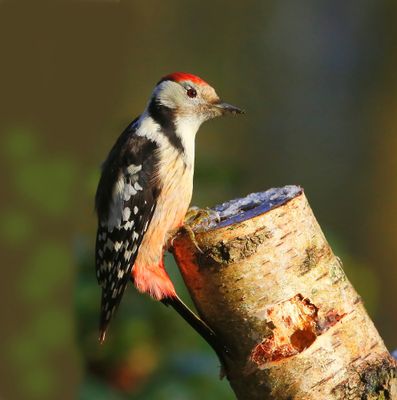 Middelste Bonte Specht - Middle Spotted Woodpecker