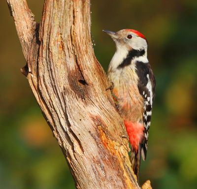 Middelste Bonte Specht - Middle Spotted Woodpecker