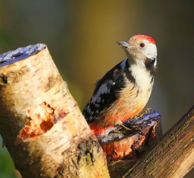 Middelste Bonte Specht - Middle Spotted Woodpecker