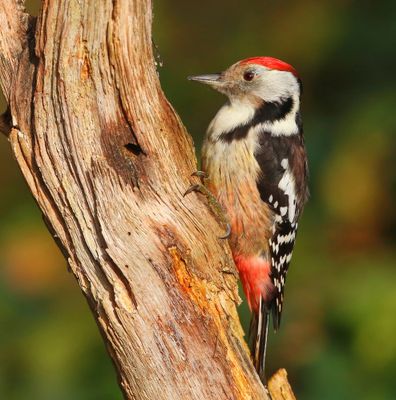 Middelste Bonte Specht - Middle Spotted Woodpecker