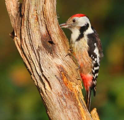 Middelste Bonte Specht - Middle Spotted Woodpecker