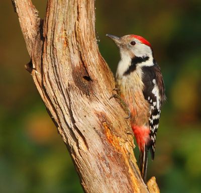 Middelste Bonte Specht - Middle Spotted Woodpecker